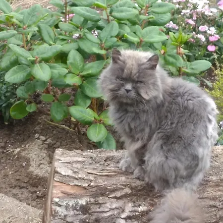 Сasa de vacaciones Charming House In Parada With Large Garden Parada (Ourense)