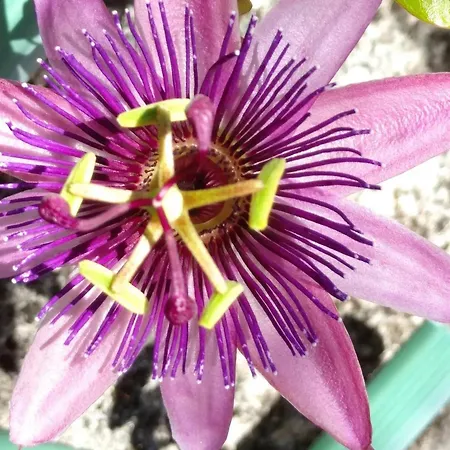 Charming House In Parada With Large Garden Сasa de vacaciones Parada (Ourense)