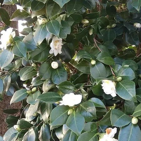 Сasa de vacaciones Charming House In Parada With Large Garden