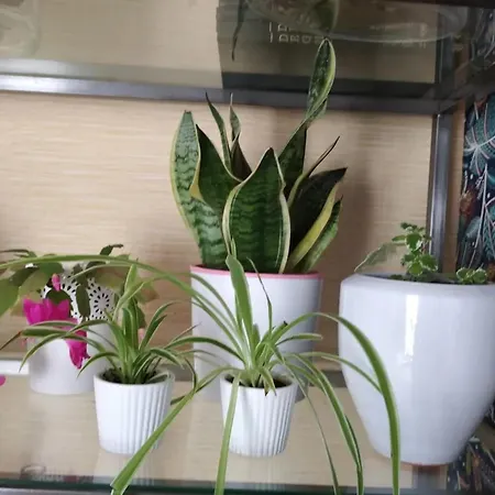 Charming House In Parada With Large Garden Сasa de vacaciones *